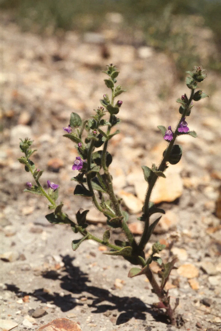 Antirrhinum multiflorum