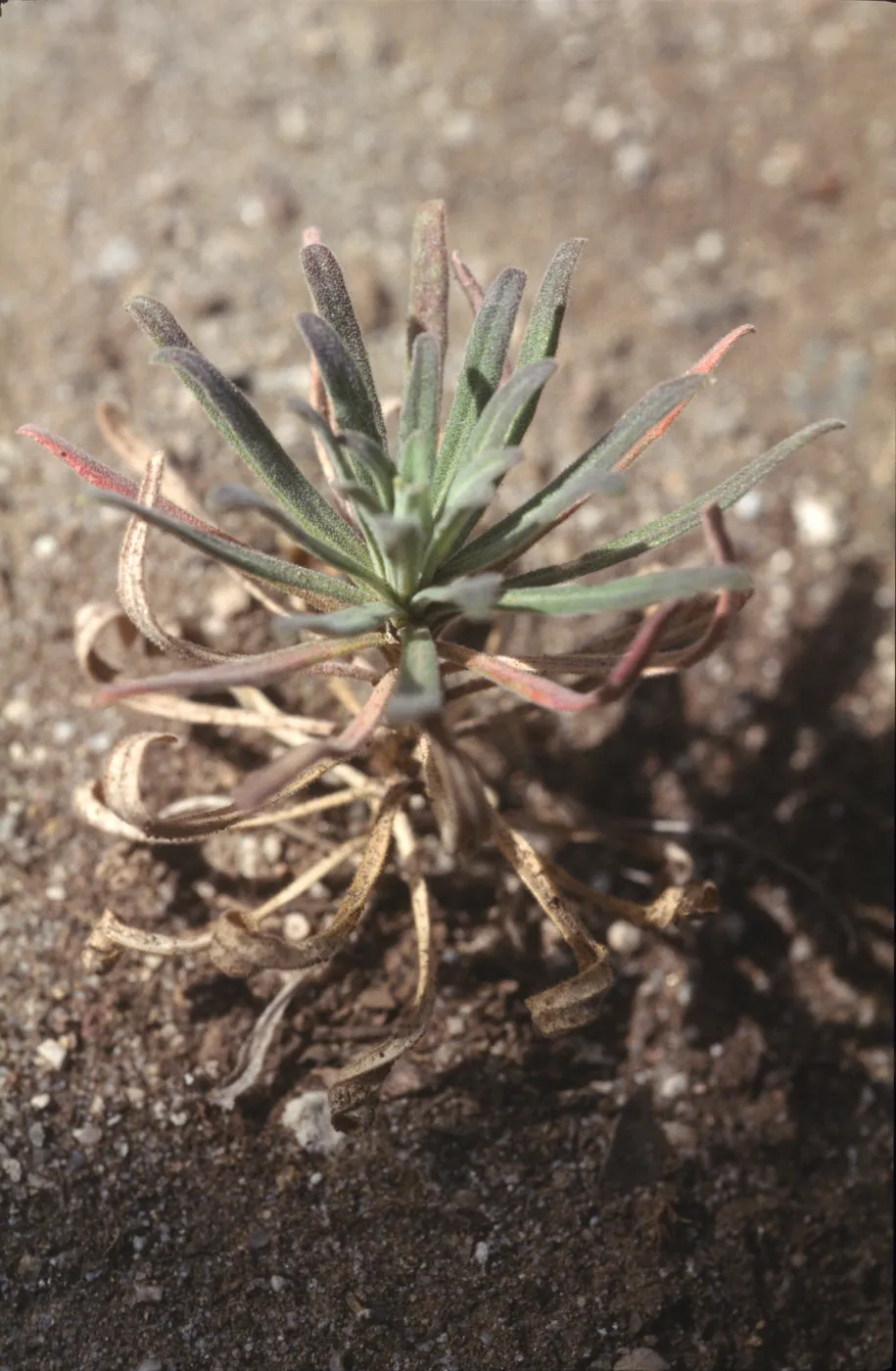 Arabis hoffmannii 16 months old