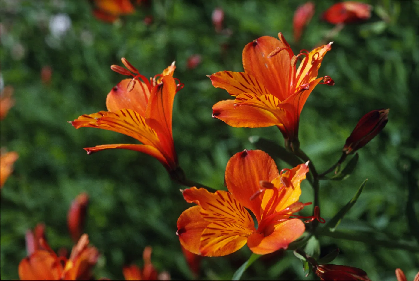 Alstroemeria