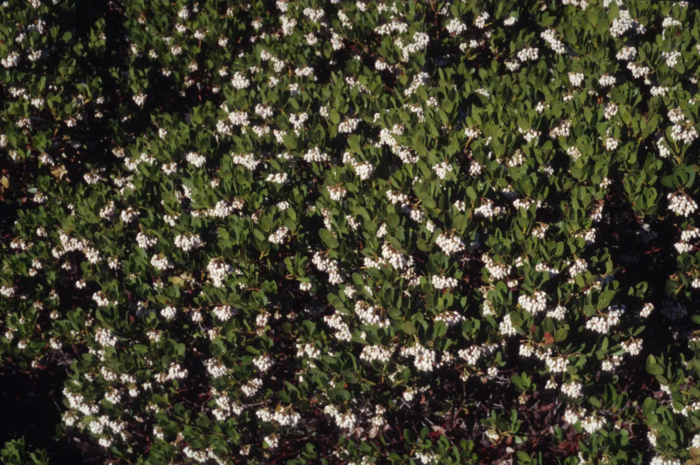 Arctostaphylos insularis