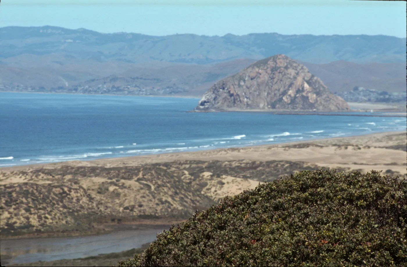 Arctostaphylos morroensis