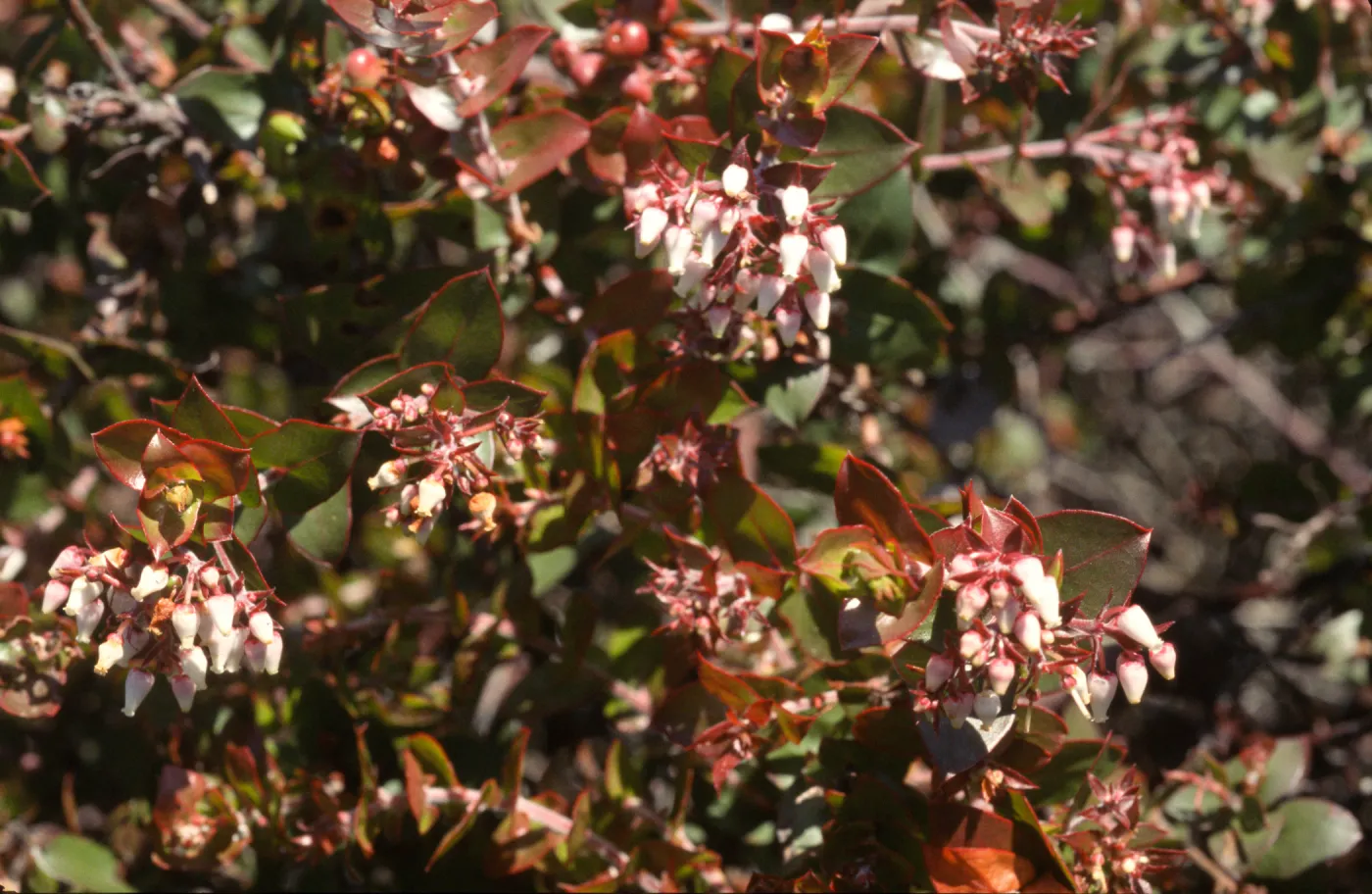 Arctostaphylos osoensis