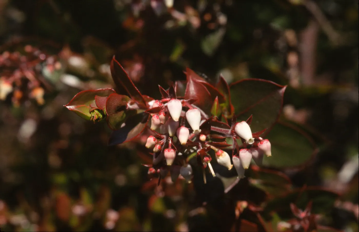 Arctostaphylos osoensis Montana de Oro