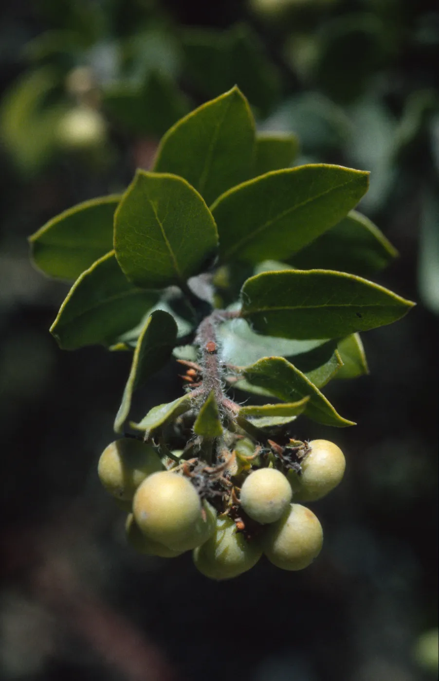 Arctostaphylos viridissima