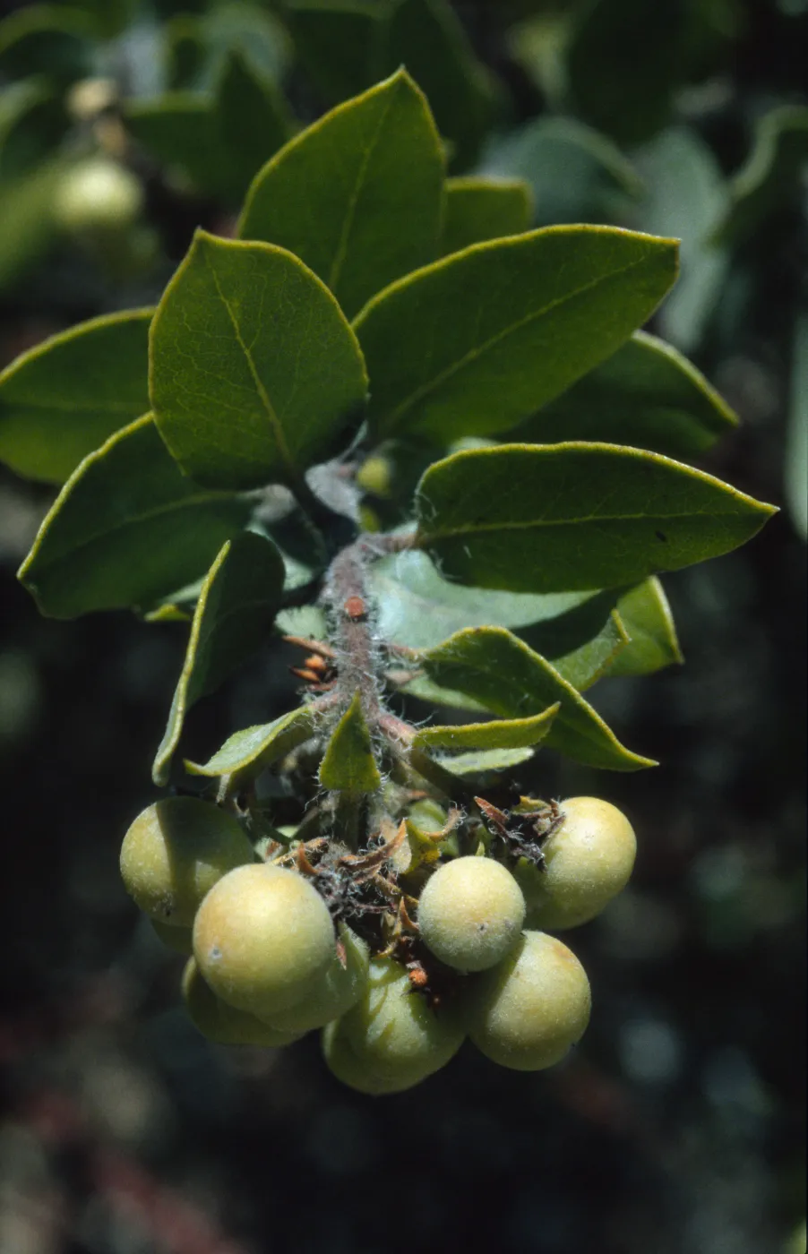 Arctostaphylos viridissima