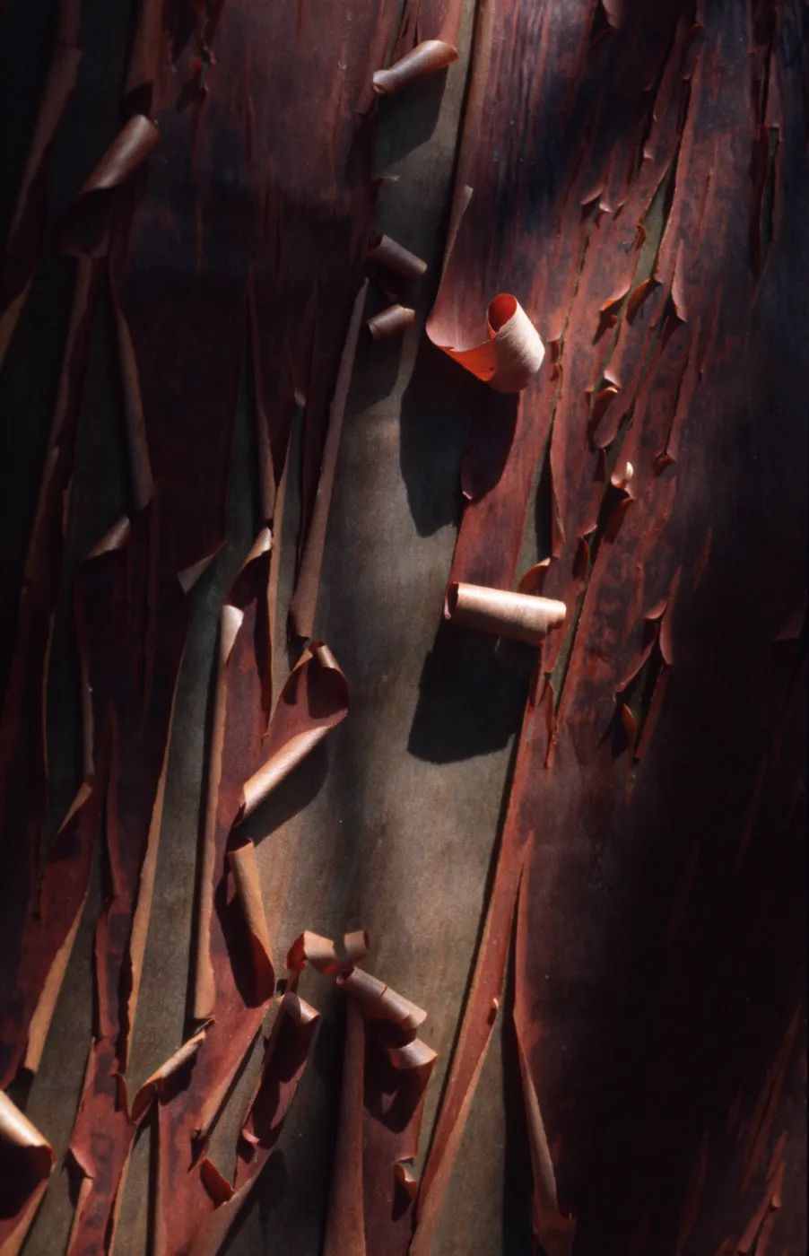 Arctostaphylos viridissima