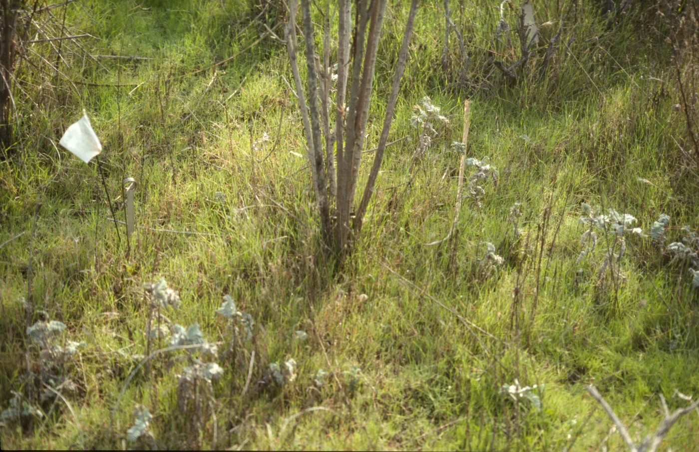 Astragalus pycnostachyus var. lanosissimus