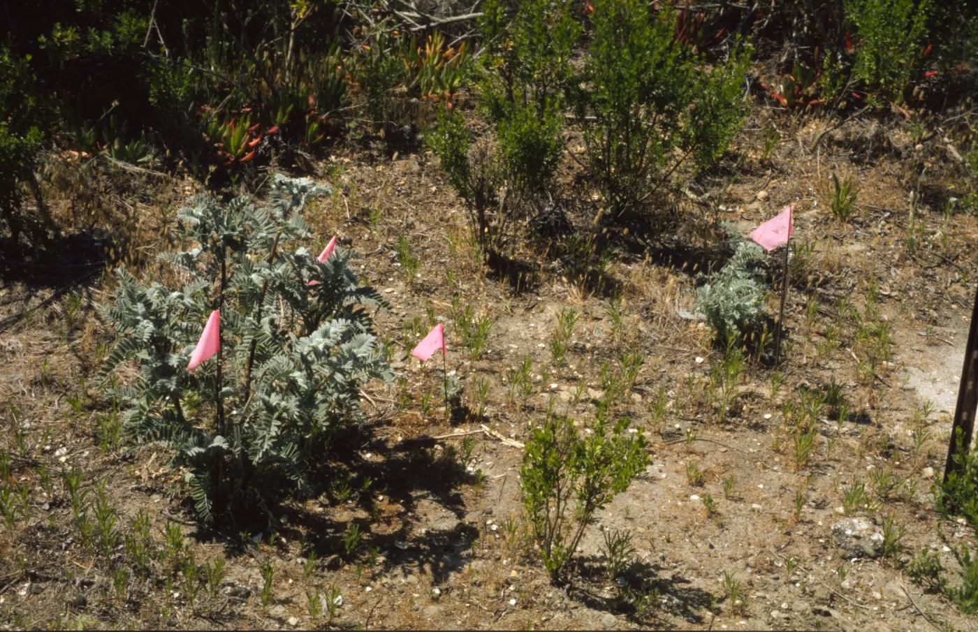 Astragalus pycnostachyus var. lanosissimus