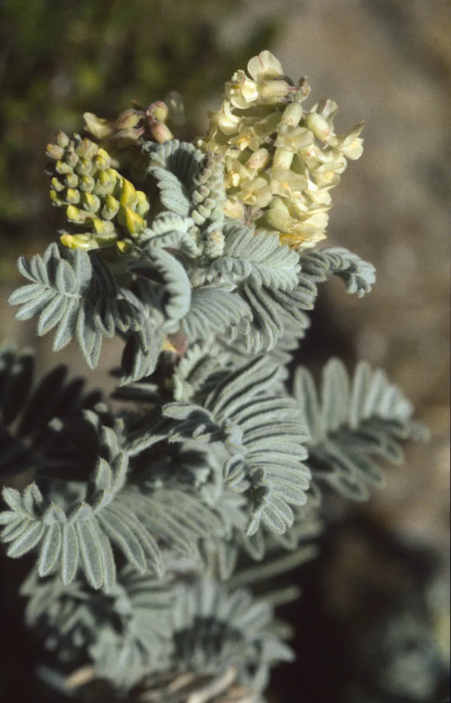 Astragalus pycnostachyus var. lanosissimus