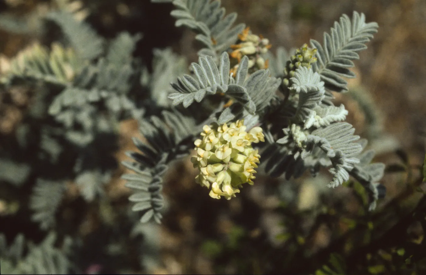 Astragalus pycnostachyus var. lanosissimus