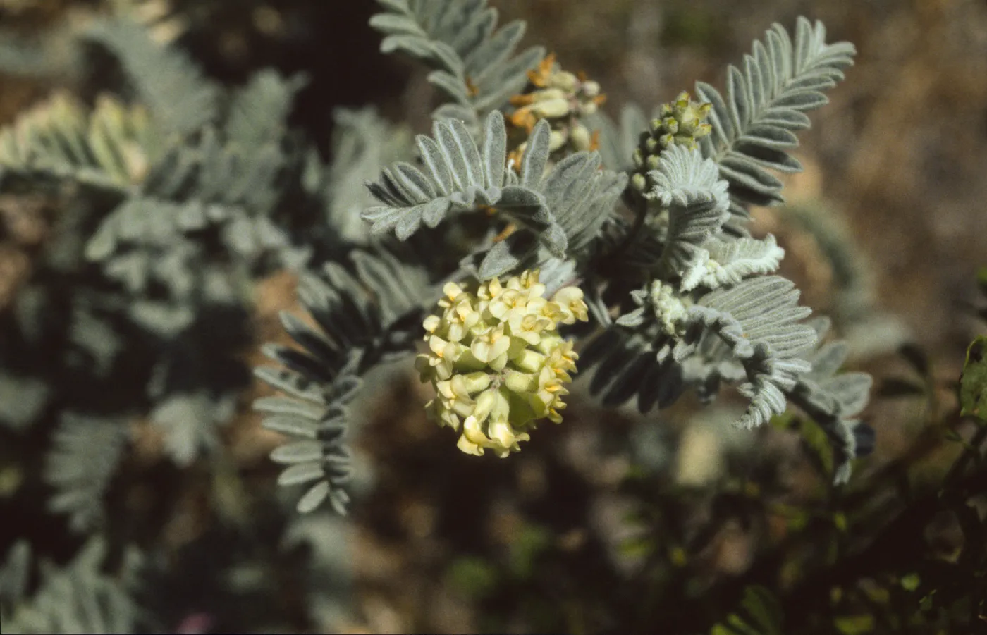 Astragalus pycnostachyus var. lanosissimus