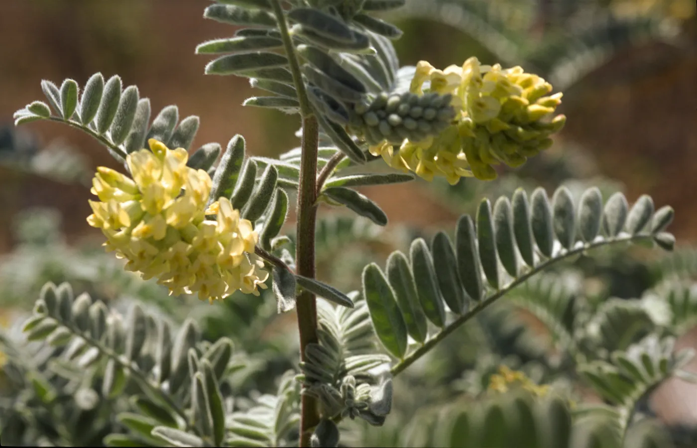 Astragalus pycnostachyus var. lanosissimus
