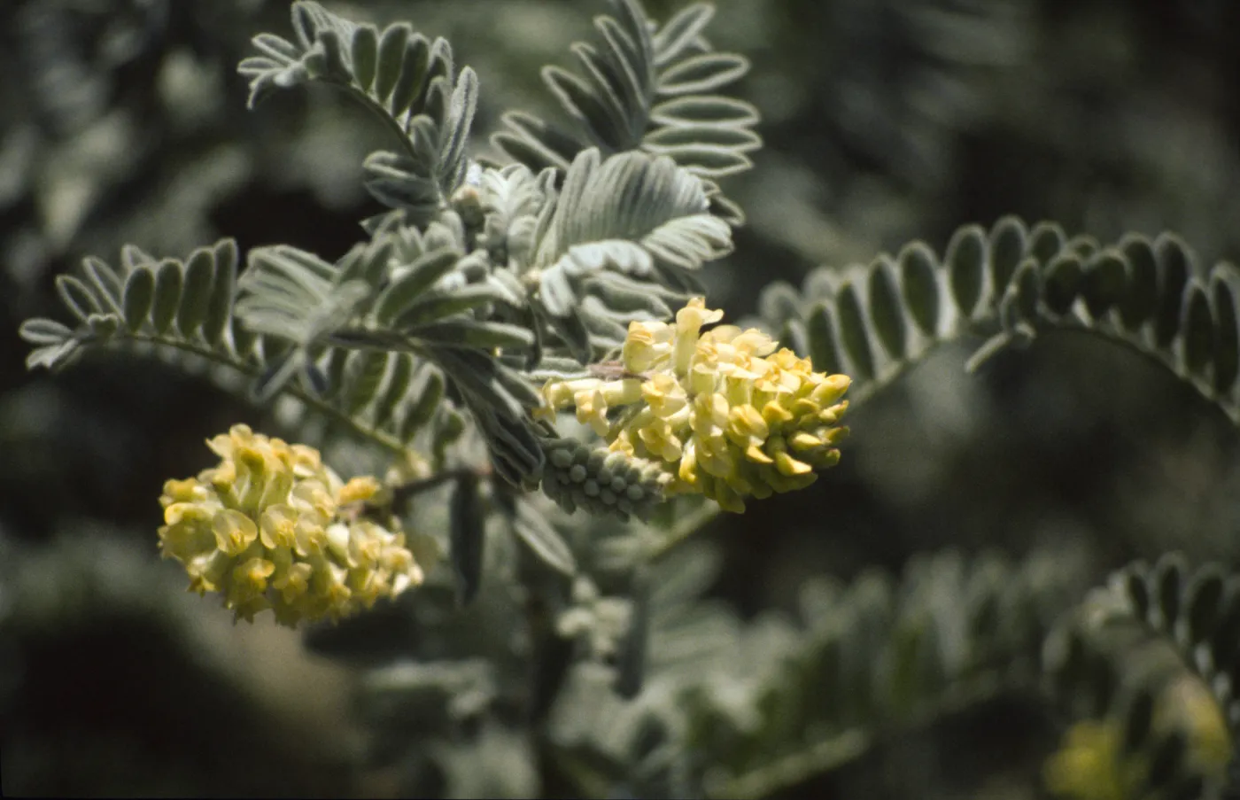 Astragalus pycnostachyus var. lanosissimus