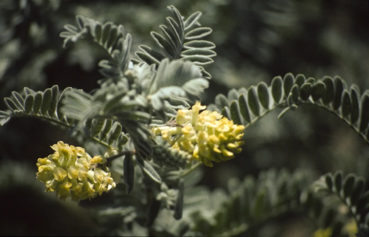 Astragalus pycnostachyus var. lanosissimus