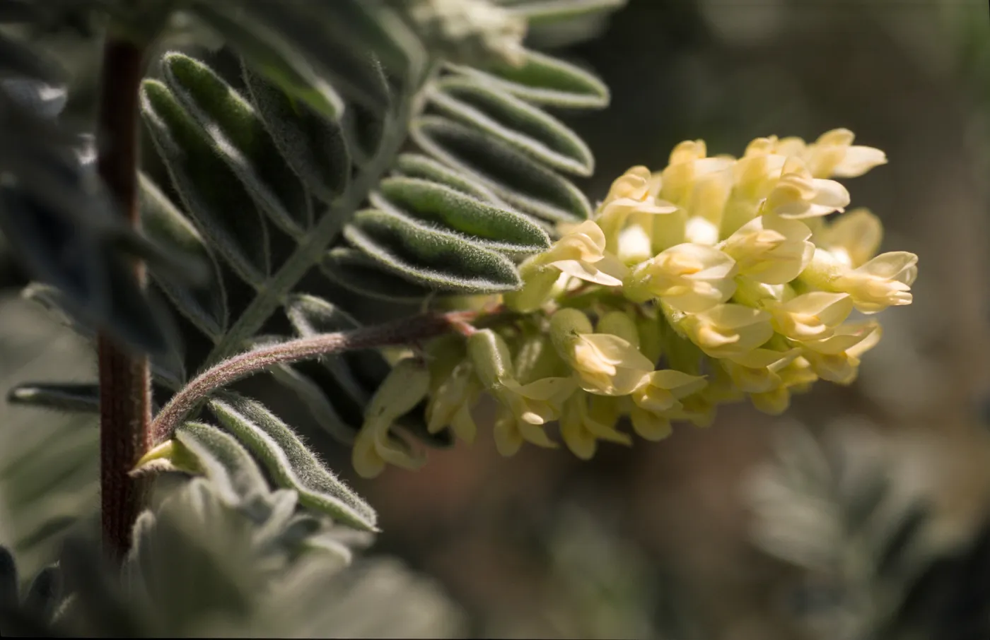 Astragalus pycnostachyus var. lanosissimus