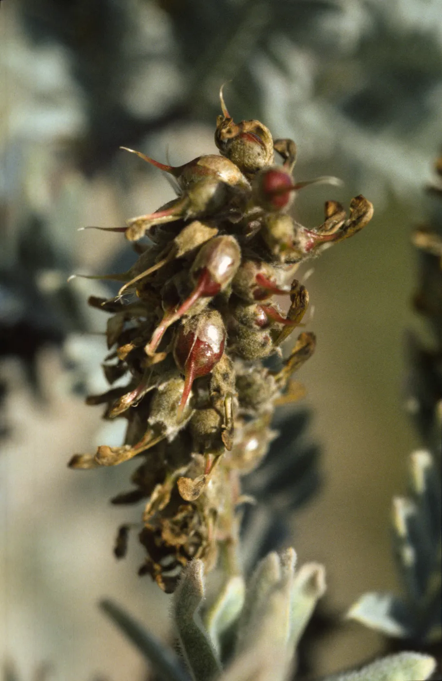 Astragalus pycnostachyus var. lanosissimus