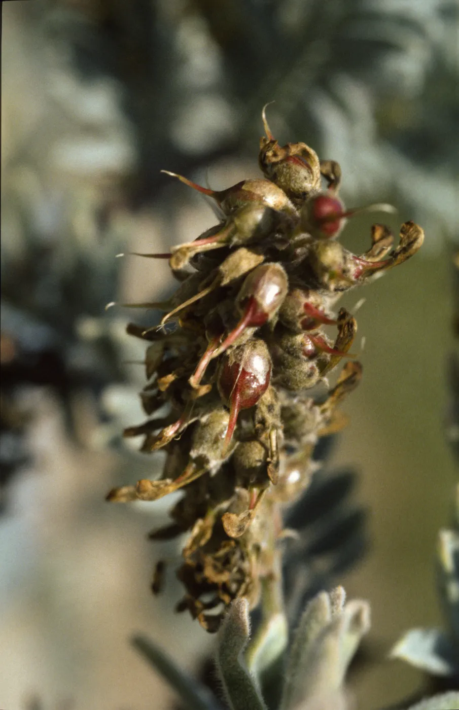 Astragalus pycnostachyus var. lanosissimus