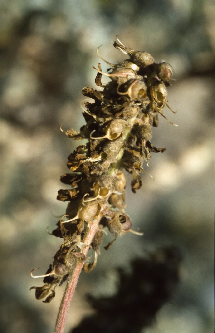 Astragalus pycnostachyus var. lanosissimus parasitized fruits - Bruchia beetle