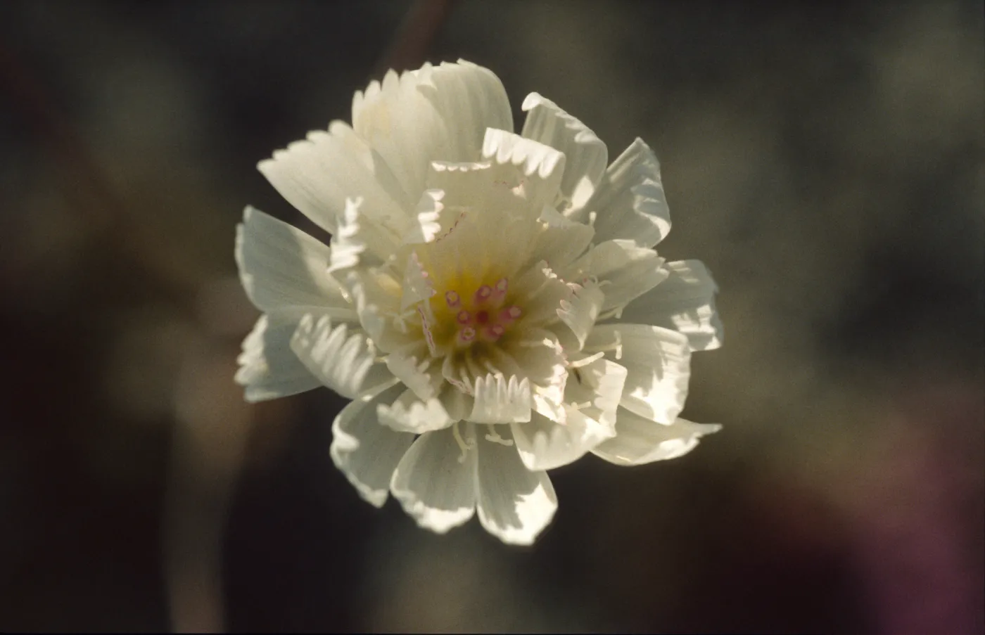 Atrichoseris platyphylla