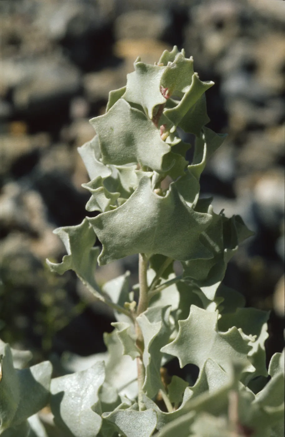 Atriplex hymenelytra