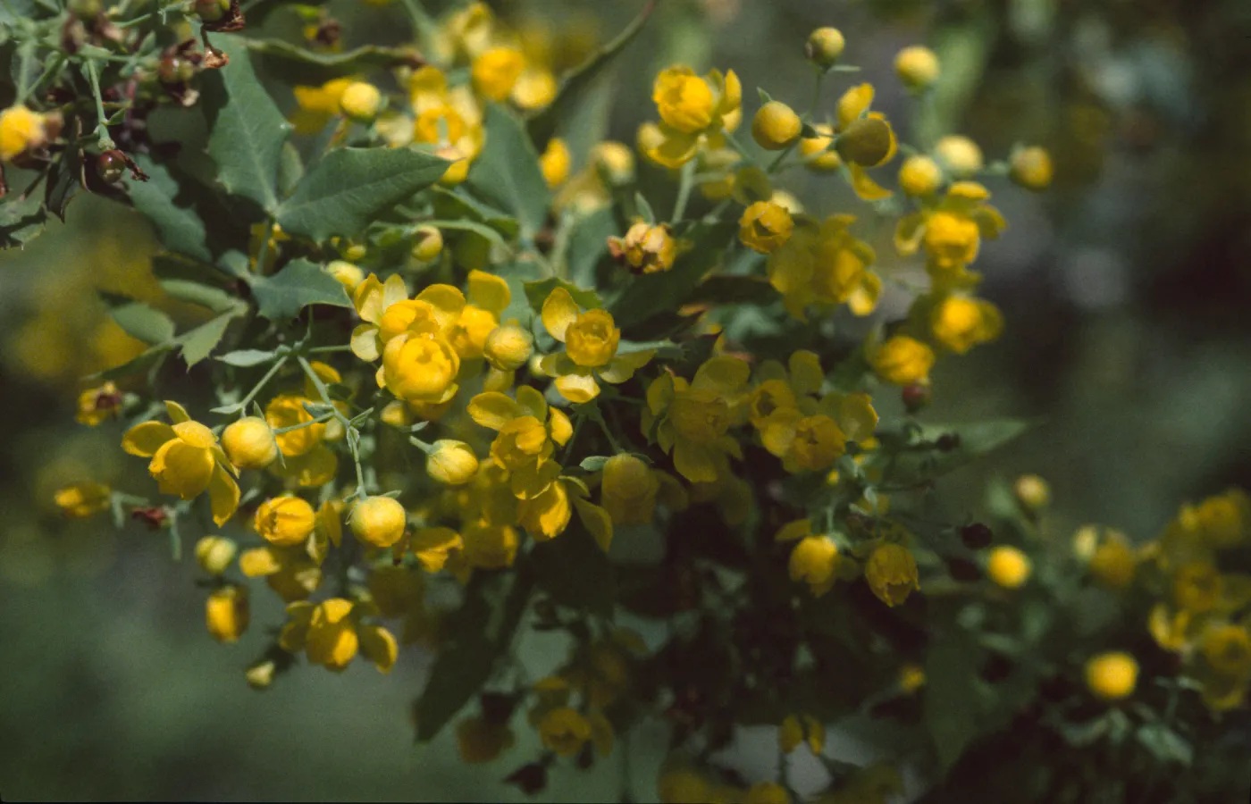 Berberis nevinii
