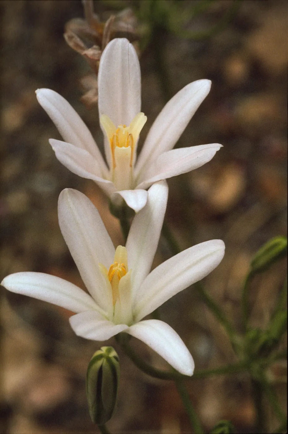 Brodiaea californica