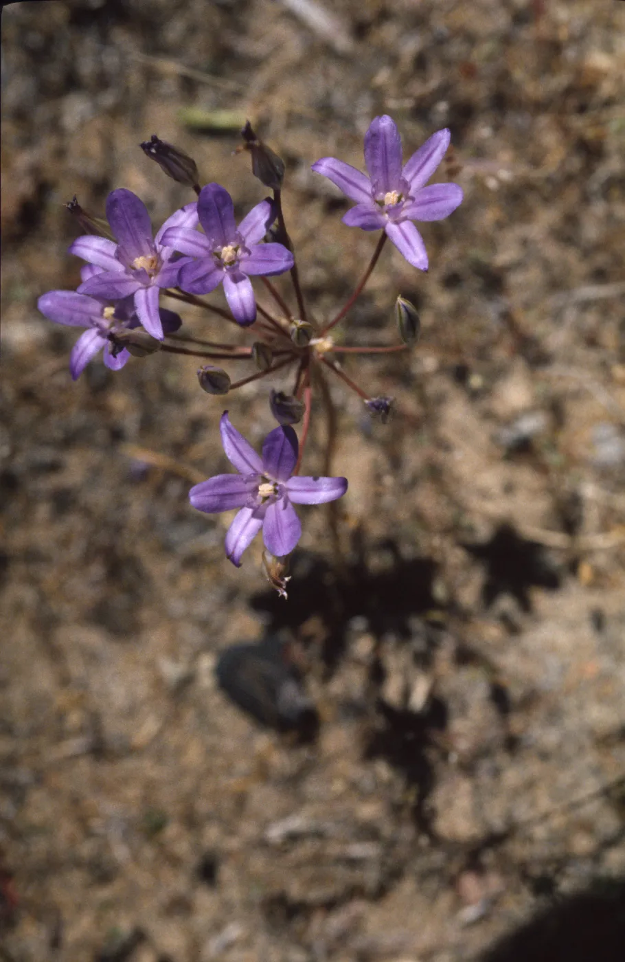 Brodiaea terrestris