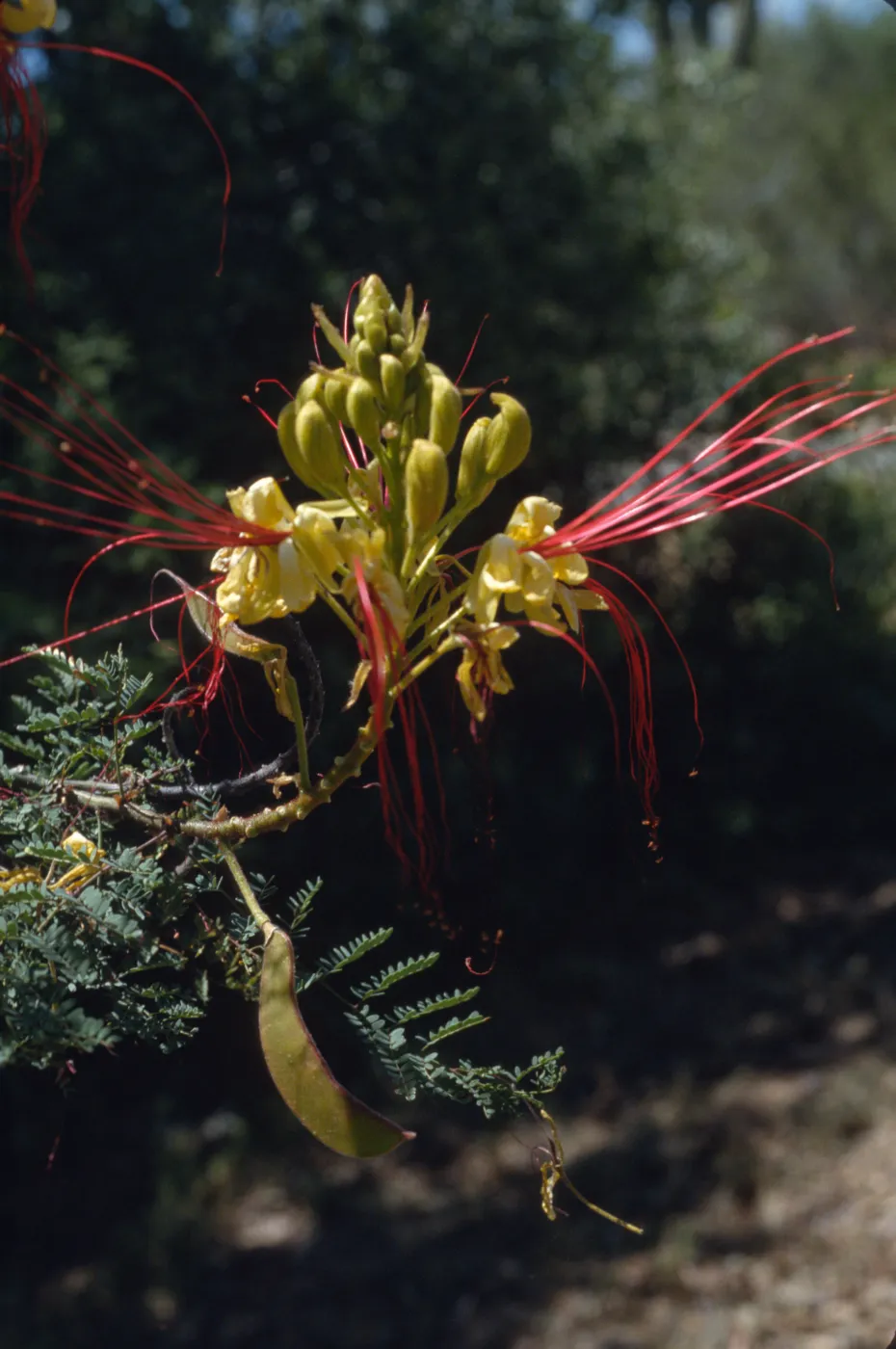 Caesalpinia gilliesii