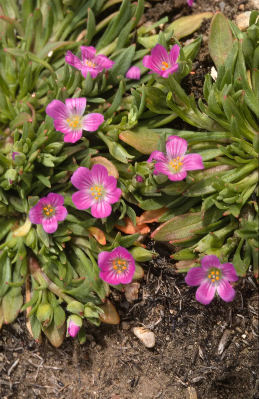 Calandrinia ciliata