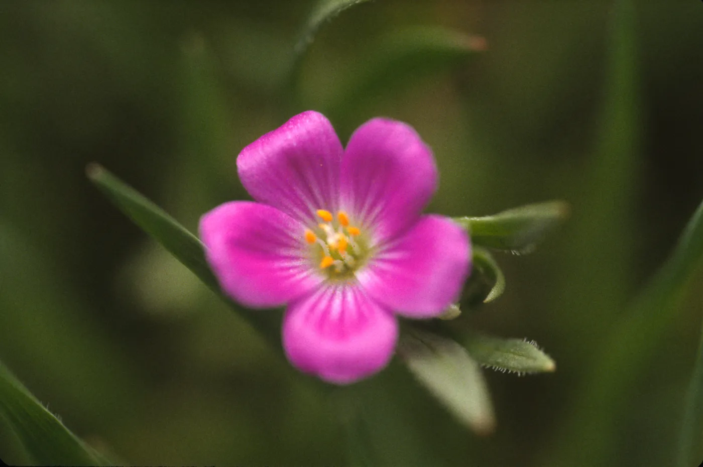 Calandrinia breweri
