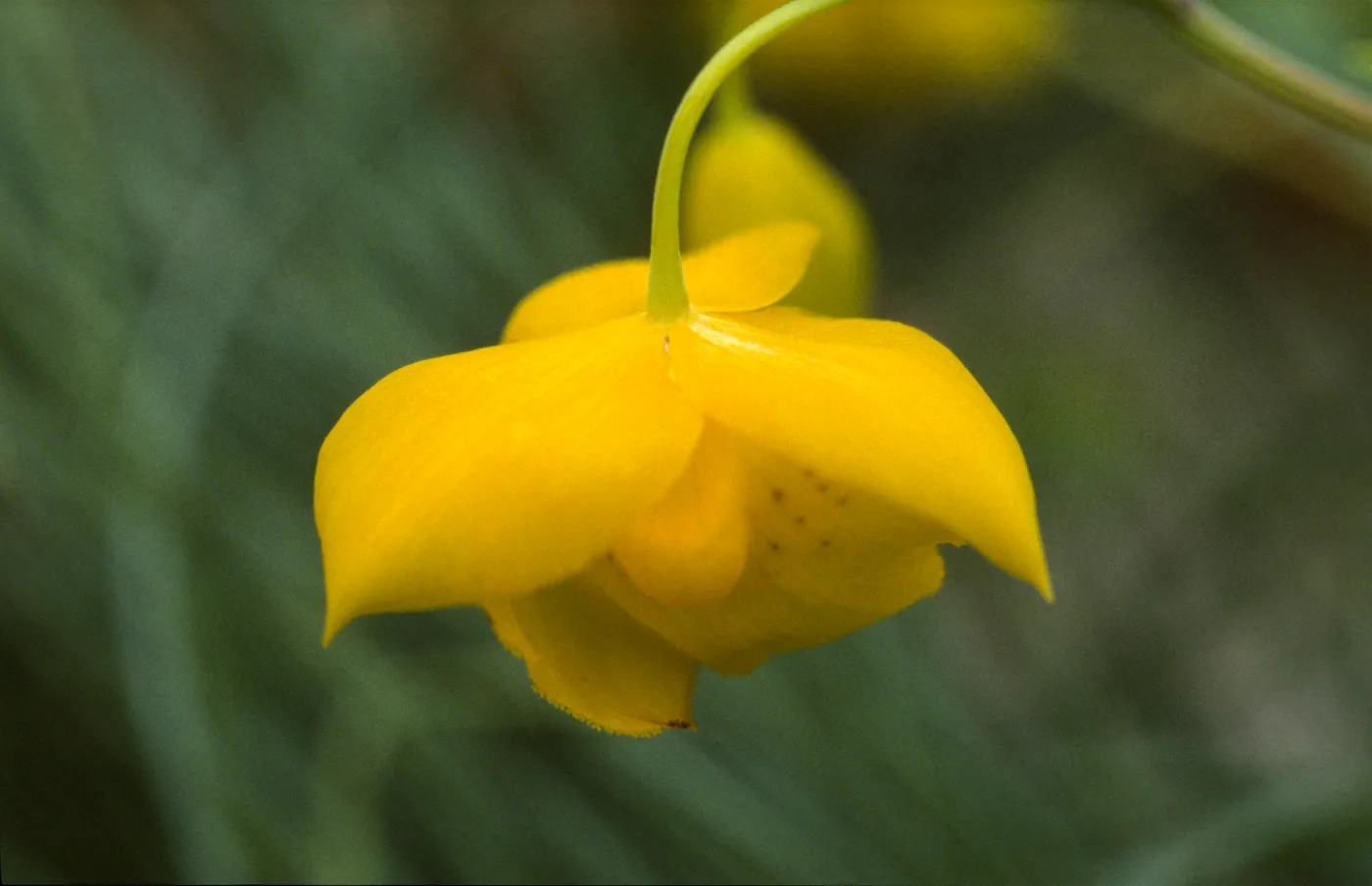 Calochortus pulchellus