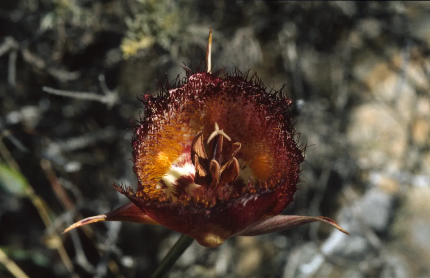 Calochortus weedii