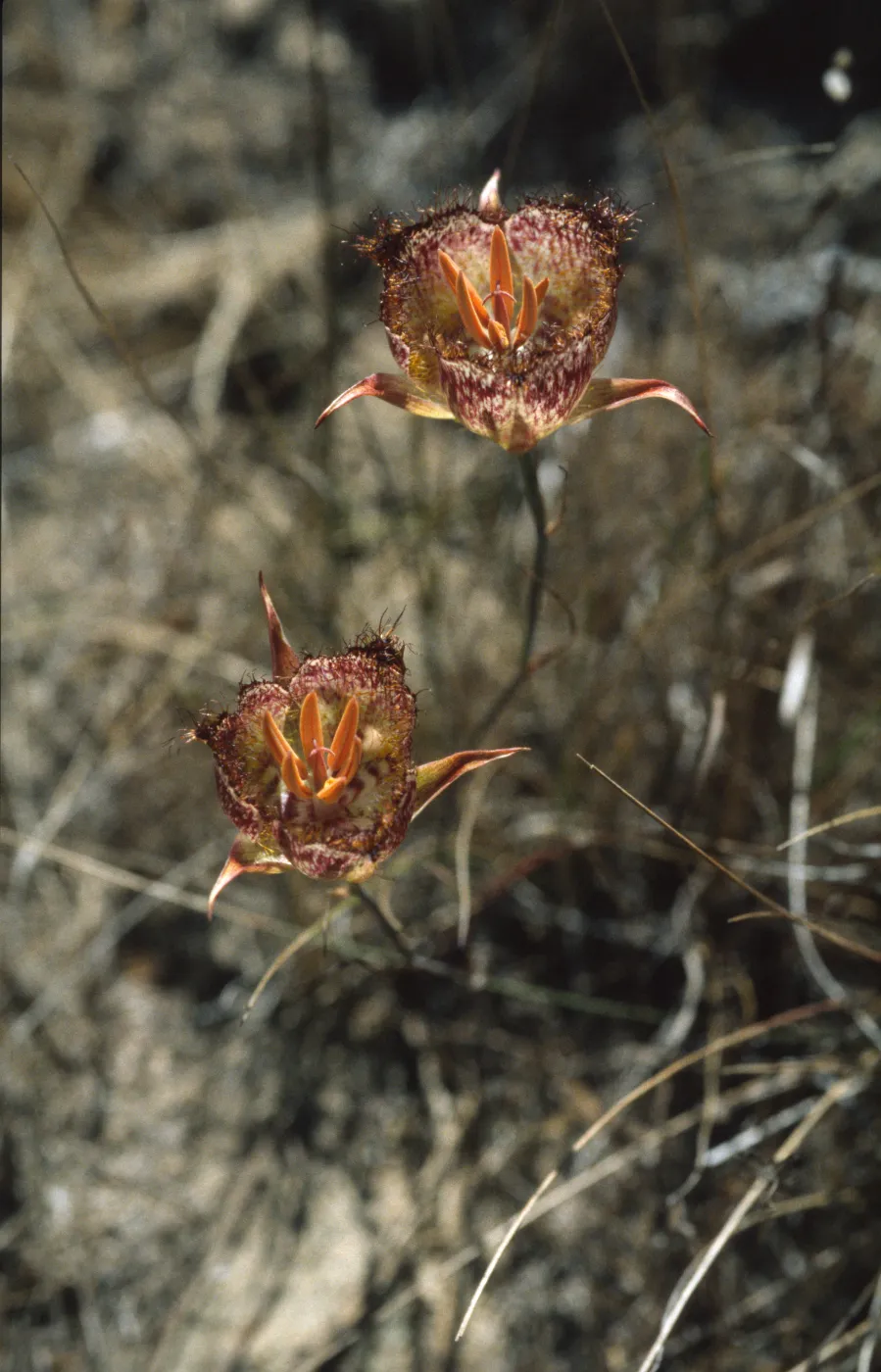 Calochortus weedii