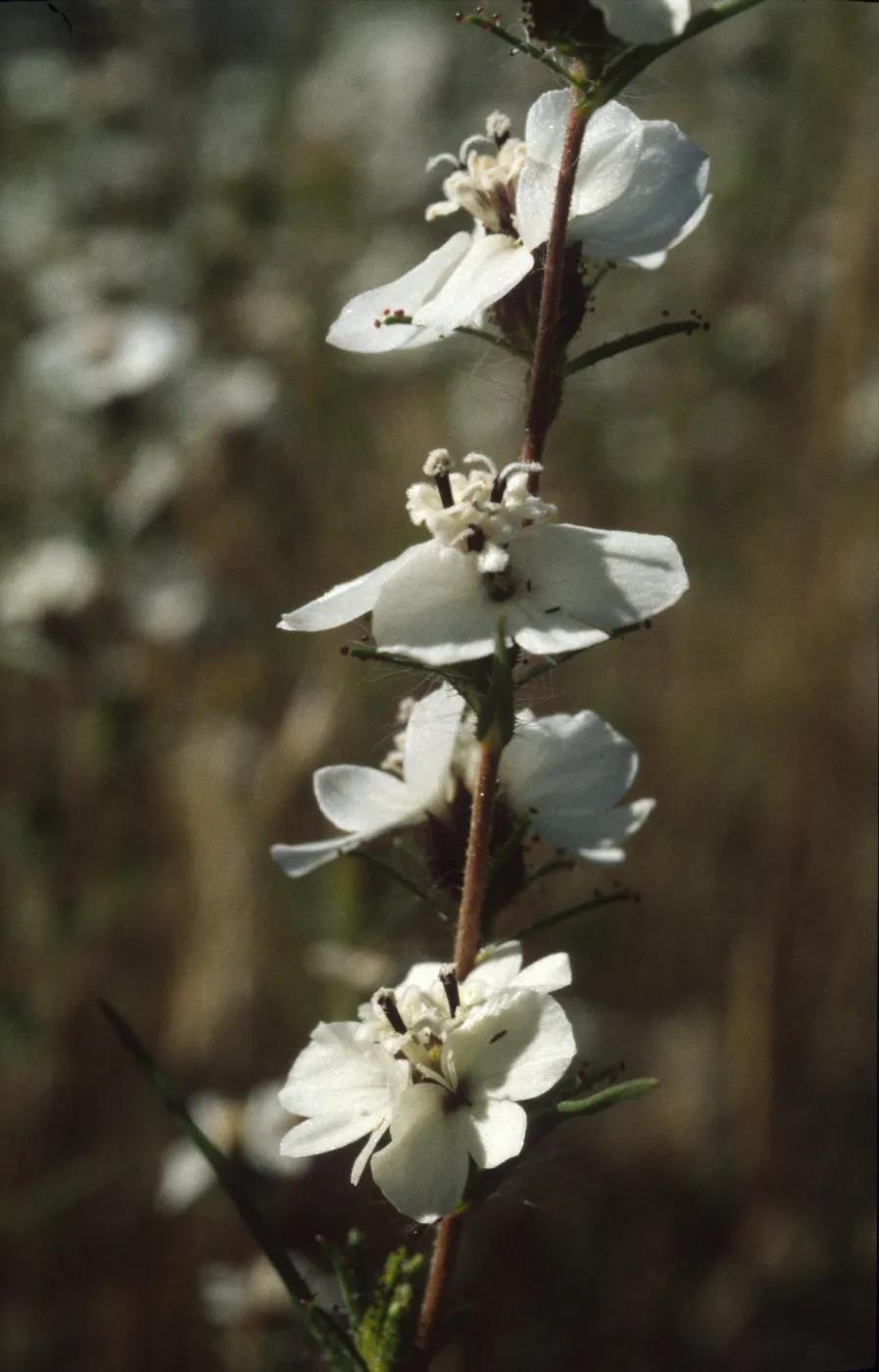 Calycadenia truncata