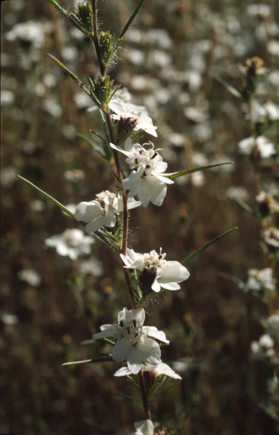 Calycadenia truncata