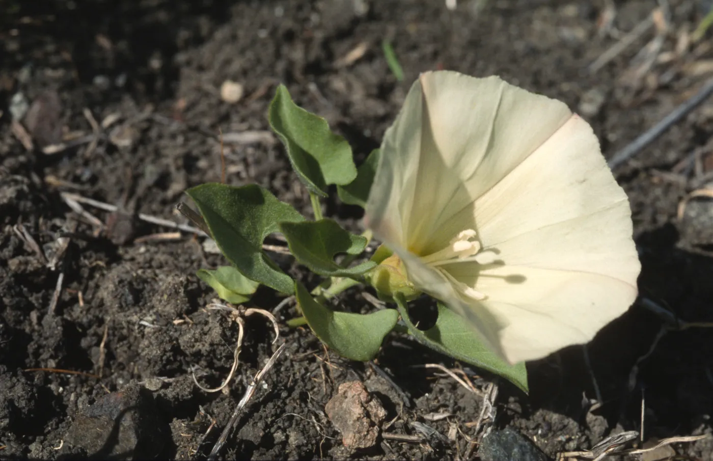 Calystegia subacaulis ssp. episcopalis