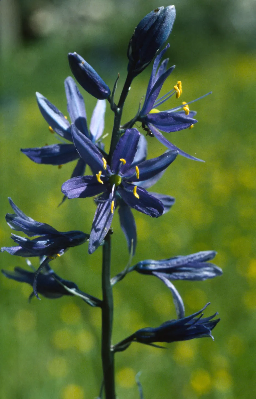 camassia