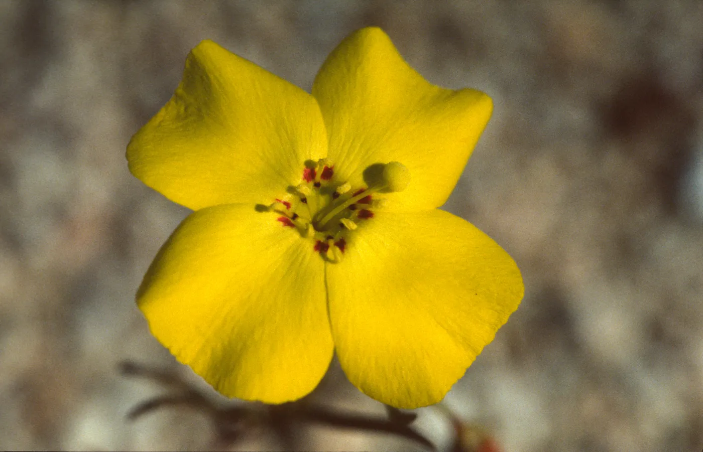 Camissonia kernensis