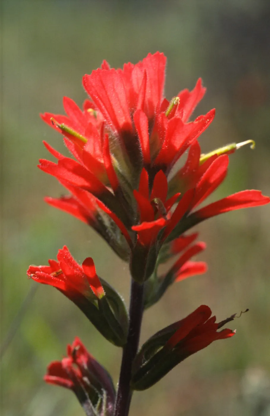 Castilleja affinis