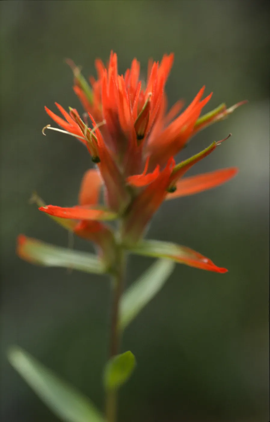 Castilleja affinis