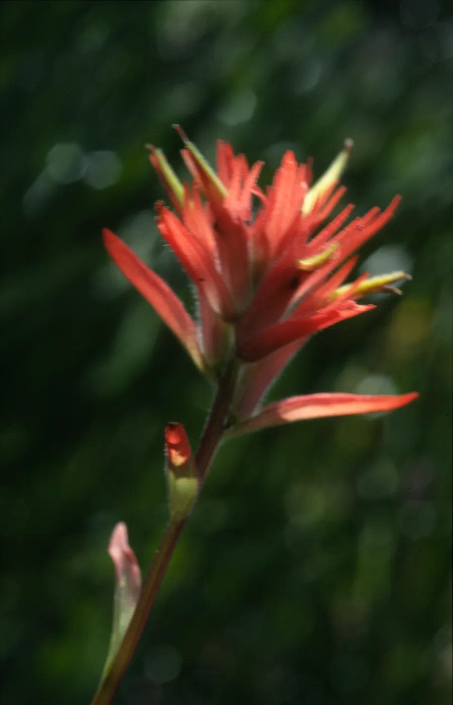 Castilleja affinis