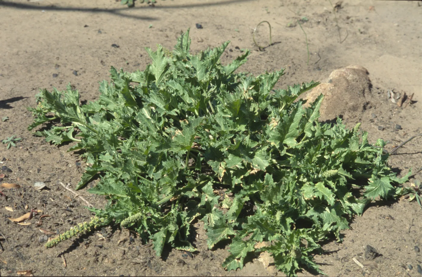 Chenopodium californicum