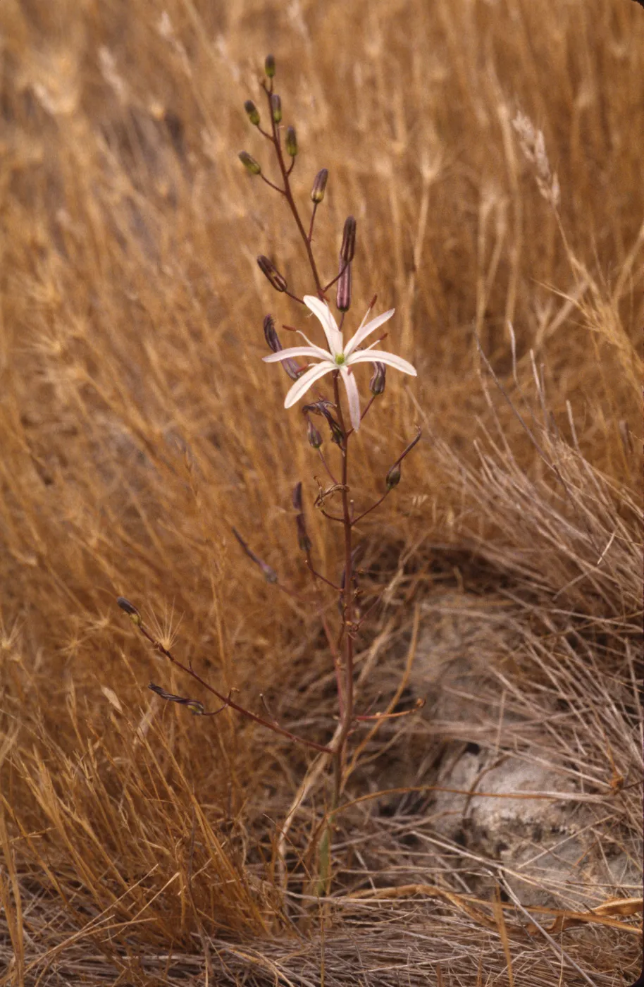Chlorogalum pomeridianum