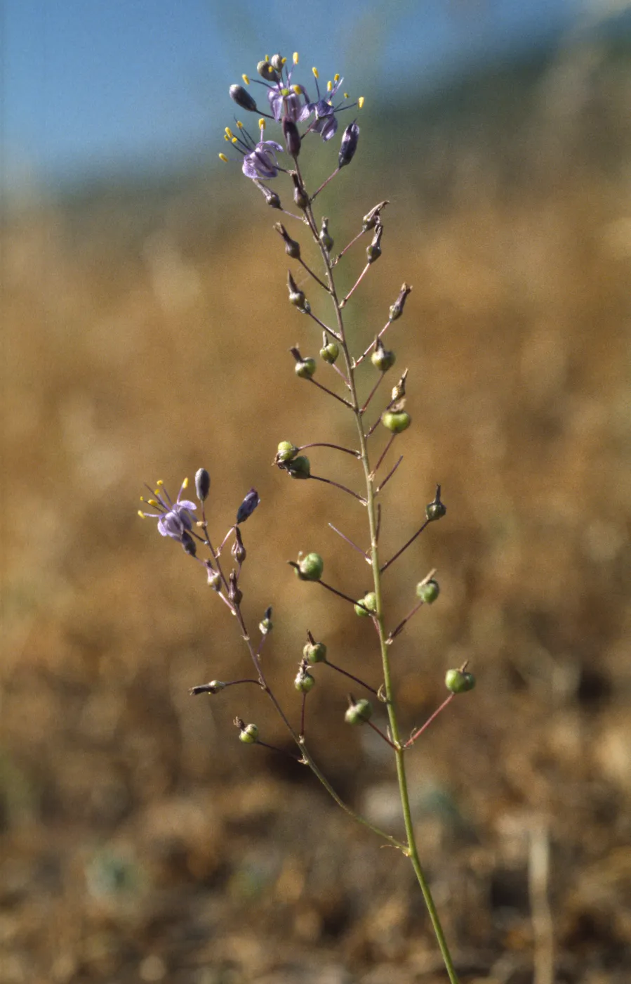 Chlorogalum purpureum