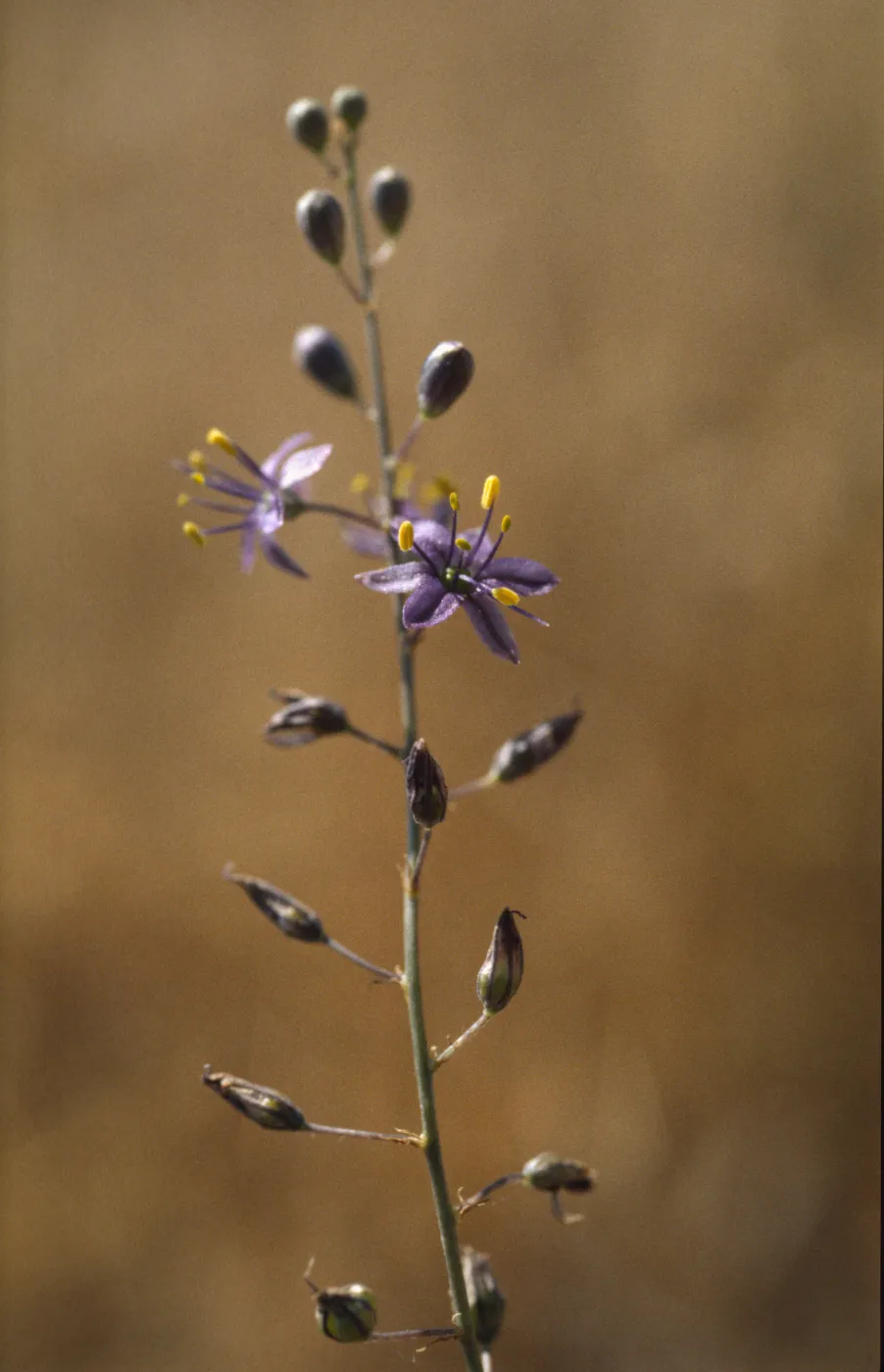 Chlorogalum purpureum