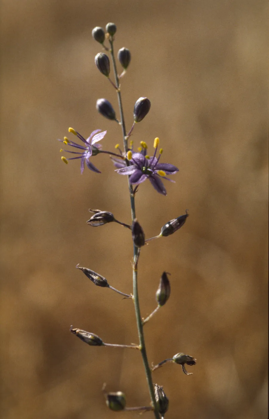 Chlorogalum purpureum var. purpureum
