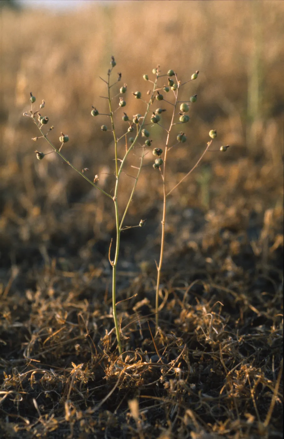 Chlorogalum purpureum var. purpureum