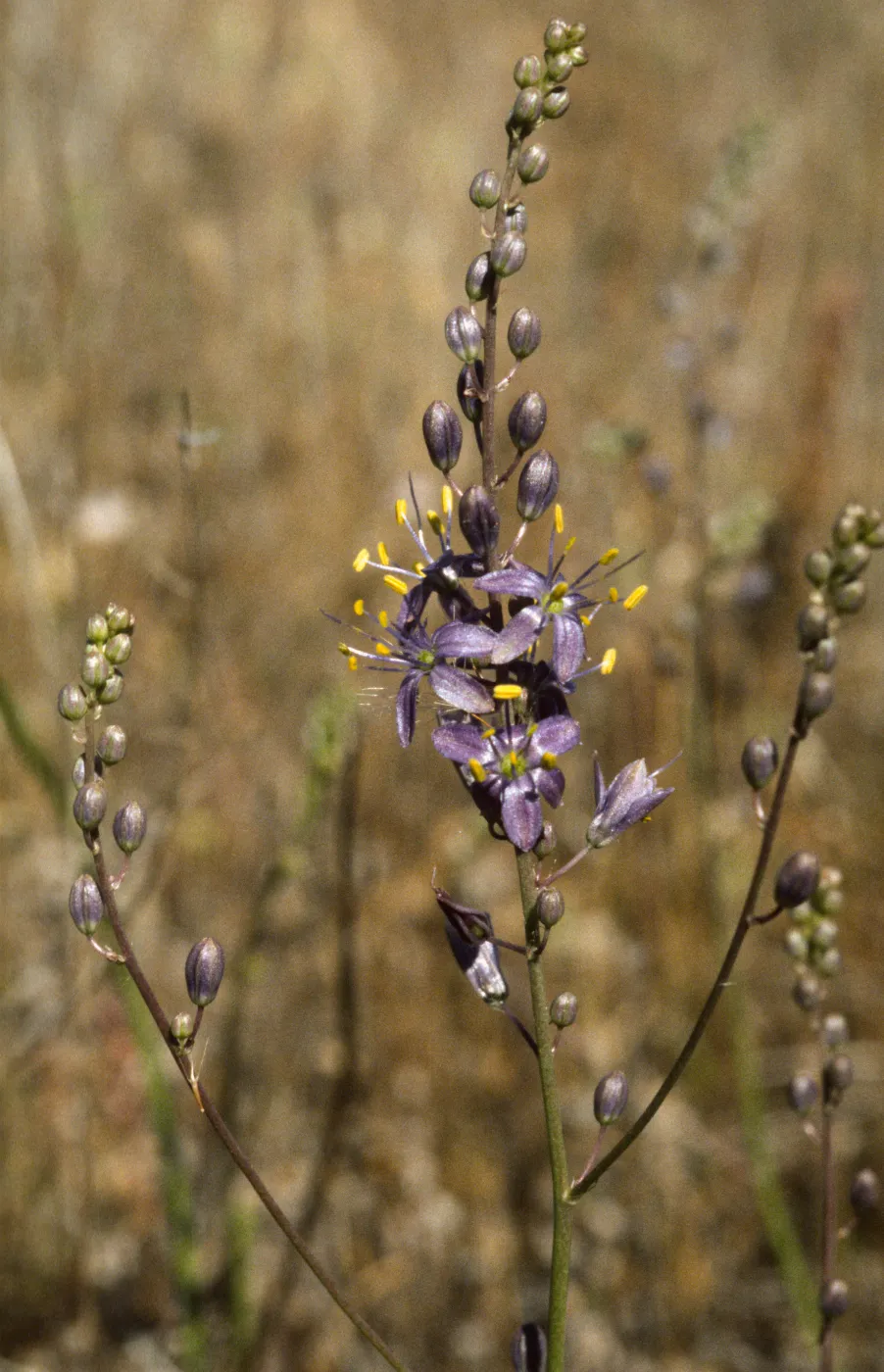 Chlorogalum purpureum var. purpureum