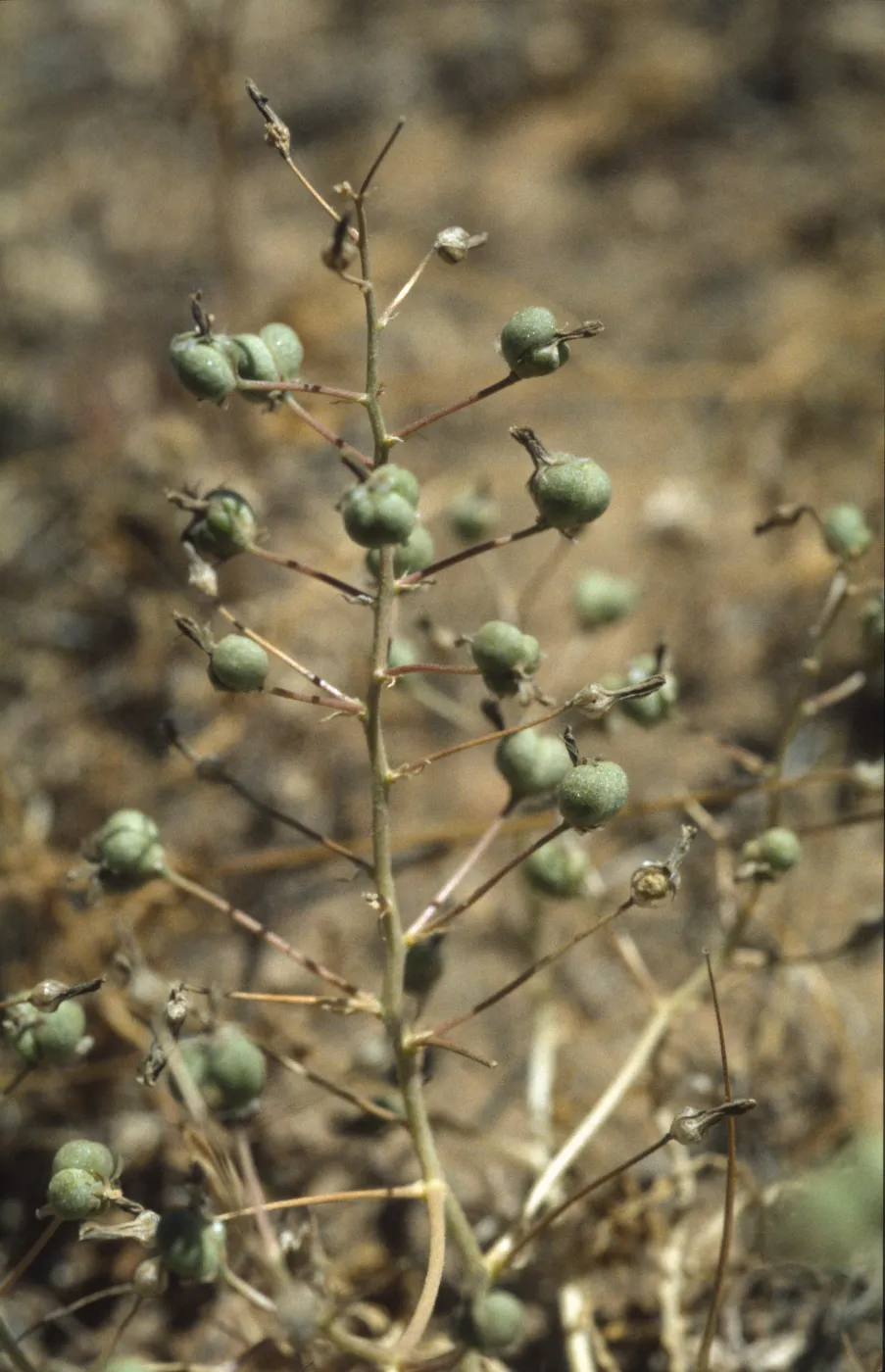 Chlorogalum purpureum var. reductum