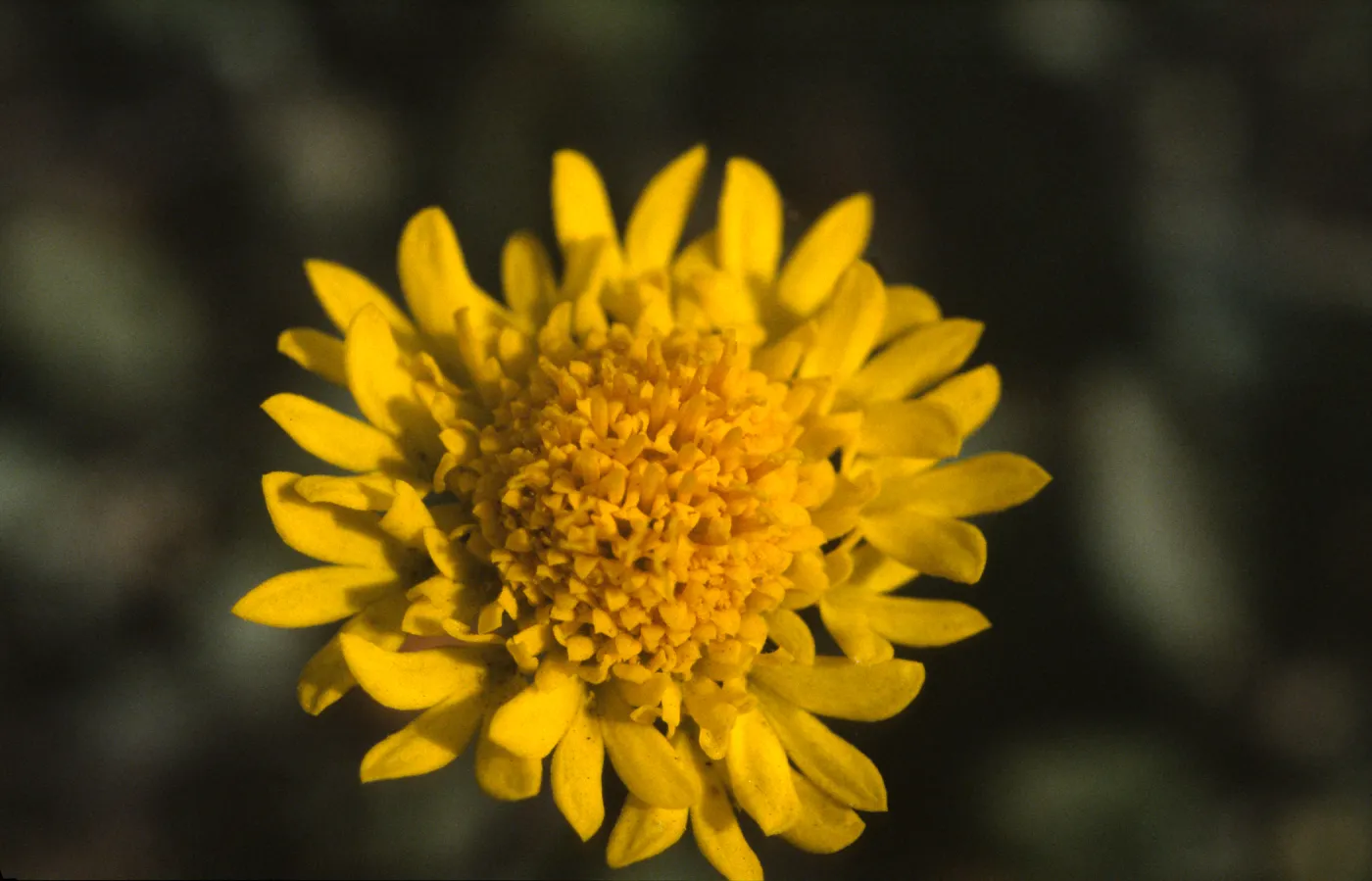 Chaenactis glabriuscula